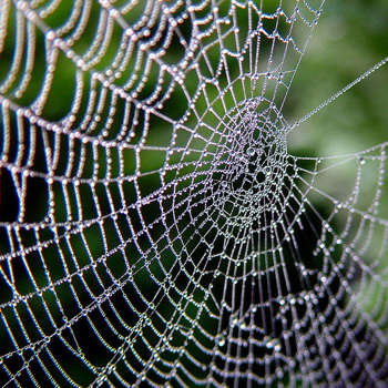 RIPing The Traditional Web: Not So Fast