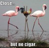 Image credit: I Can Has Cheezburger
