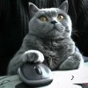 Not *that* cat. Image by Mastrobiggo via Flickr