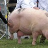 Cloud Architecture And Best Of Breed