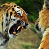 Why You Should Kill Your Competitor in SaaS
