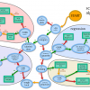 Commoditizing Data Science