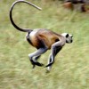 Is Infochimps running from the Data Market business?