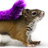 Purple Squirrels
