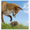 Growth Equity Investors are Hedgehogs; VCs are Foxes
