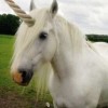 The Most Important Advice I Could Give You About Unicorns