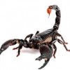 What You Can Learn from a Scorpion