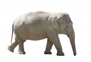 Deal with Your Elephant in the Room