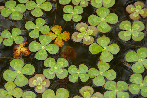 Corporate Innovation Strategy: Making Your Own Luck