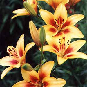 Please Don’t Gild the Lily