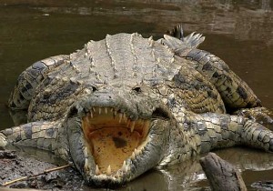 The Danger of Crocodile Sales