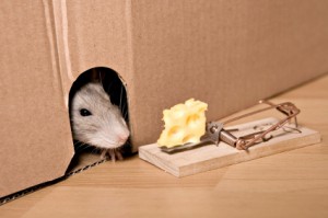 How to Present at Big Meetings without Going Down a Rat Hole