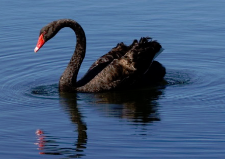 Agility, black swans and the Cloud